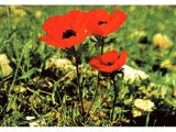 The anemone flowers in red, white, cream or purple for five months of the year.